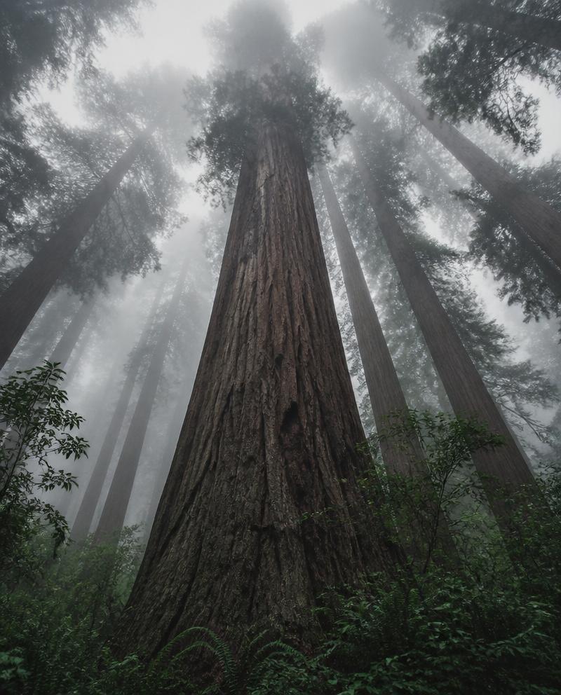 Towering redwood trees rising into fog